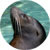 California Sea Lion@